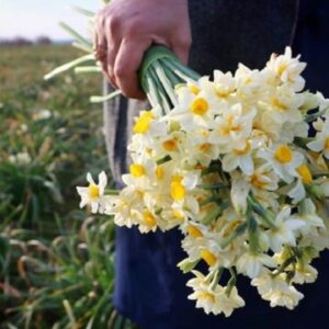 خرید گل نرگس از مازندران