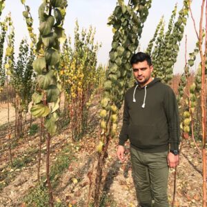 فروش نهال میوه در نهالستان شاهین توللی